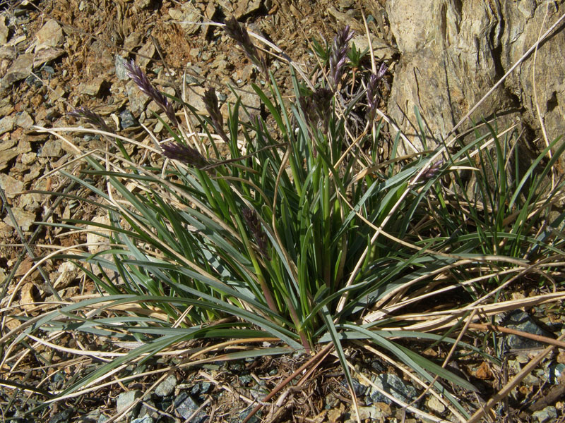 Sesleria pichiana - Sesleria di Pichi Sermolli